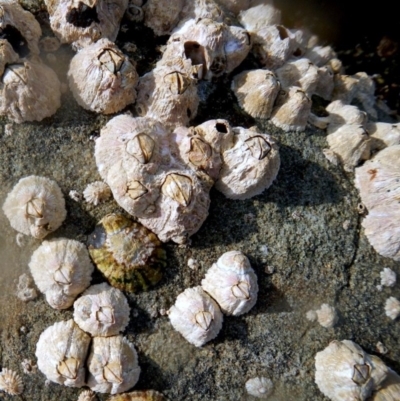Unidentified Barnacle at Eden, NSW - 20 Sep 2013 by Seadragon