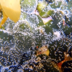 Codium spongiosum at Eden, NSW - 21 Sep 2013 by Seadragon