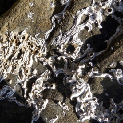 Unidentified Polychaete Worm at Eden, NSW - 20 Sep 2013 by Seadragon