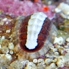 Ischnochiton (Ischnochiton) elongatus (Chiton) at Eden, NSW - 20 Sep 2013 by Seadragon