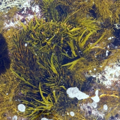 Unidentified Marine Alga & Seaweed at Eden, NSW - 20 Sep 2013 by Seadragon