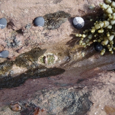 Sypharochiton pelliserpentis at Eden, NSW - 22 Jun 2013 by MichaelMcMaster