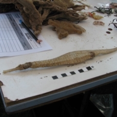 Solegnathus spinosissimus (Spiny Pipehorse) at Bermagui, NSW - 29 Mar 2012 by MichaelMcMaster