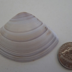 Unidentified Pipi, Clam or Oyster (Bivalvia) at Bermagui, NSW - 29 Mar 2012 by e.larsen