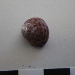 Unidentified Sea Snail or Limpet (Gastropoda) at Bermagui, NSW - 29 Mar 2012 by e.larsen