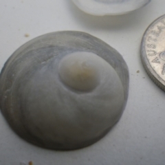 Unidentified Sea Snail or Limpet (Gastropoda) at Bermagui, NSW - 29 Mar 2012 by e.larsen