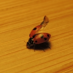 Hippodamia variegata (Spotted Amber Ladybird) at Conder, ACT - 2 Nov 2018 by michaelb