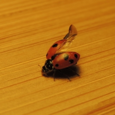 Hippodamia variegata (Spotted Amber Ladybird) at Pollinator-friendly garden Conder - 2 Nov 2018 by michaelb