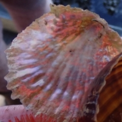 Unidentified Pipi, Clam or Oyster (Bivalvia) at Narooma, NSW - 30 May 2015 by MichaelMcMaster