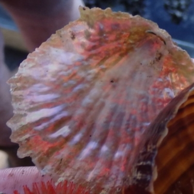 Unidentified Pipi, Clam or Oyster (Bivalvia) at Narooma, NSW - 30 May 2015 by MichaelMcMaster