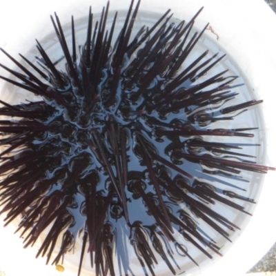 Centrostephanus rodgersii (Black Sea Urchin) at Narooma, NSW - 31 May 2015 by MichaelMcMaster