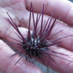 Centrostephanus rodgersii at Narooma, NSW - 31 May 2015 12:00 AM