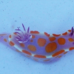 Ceratosoma amoenum (Clown Nudibranch) at Narooma, NSW - 30 May 2015 by MichaelMcMaster