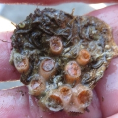 Unidentified Anemone, Coral, Sea Pen at Narooma, NSW - 30 May 2015 by MichaelMcMaster