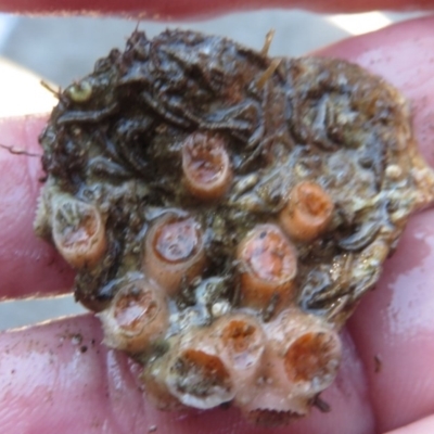 Unidentified Anemone, Coral, Sea Pen at Narooma, NSW - 30 May 2015 by MichaelMcMaster