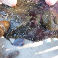 Unidentified Sea Snail or Limpet (Gastropoda) at Narooma, NSW - 30 May 2015 by MichaelMcMaster