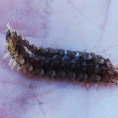 Unidentified Polychaete Worm at Narooma, NSW - 30 May 2015 by MichaelMcMaster