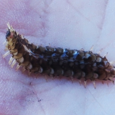 Unidentified Polychaete Worm at Narooma, NSW - 30 May 2015 by MichaelMcMaster