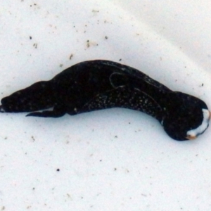 Mariaglaja inornata at Narooma, NSW - 31 May 2015 12:00 AM