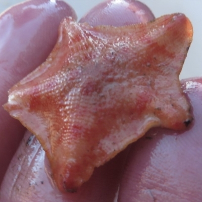 Unidentified Sea Star at Narooma, NSW - 30 May 2015 by MichaelMcMaster