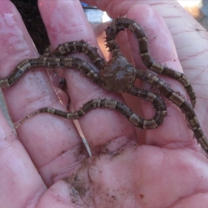 Ophionereis schayeri at Narooma, NSW - 31 May 2015 12:00 AM