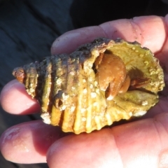 Unidentified Hermit Crab at Narooma, NSW - 30 May 2015 by MichaelMcMaster