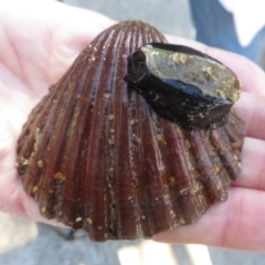 Unidentified Pipi, Clam or Oyster (Bivalvia) at Narooma, NSW - 30 May 2015 by MichaelMcMaster