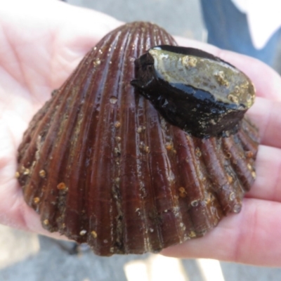 Pecten (Pecten) fumatus at Narooma, NSW - 30 May 2015 by MichaelMcMaster