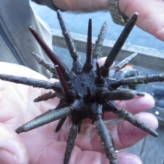 Phyllacanthus parvispinus (Pencil Urchin) at Narooma, NSW - 31 May 2015 by MichaelMcMaster