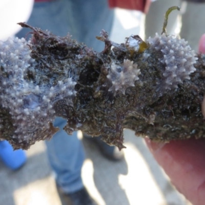 Unidentified Sponge at Narooma, NSW - 30 May 2015 by MichaelMcMaster