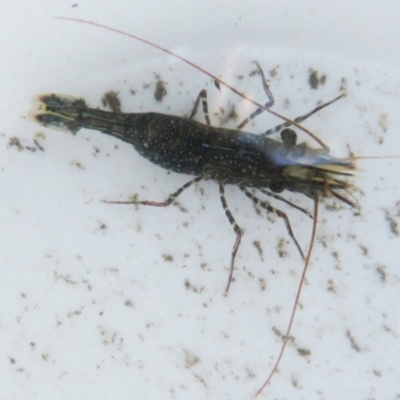 Unidentified Prawn  at Narooma, NSW - 30 May 2015 by MichaelMcMaster