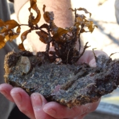 Sargassum sp. (genus) at Narooma, NSW - 31 May 2015 by MichaelMcMaster