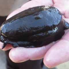 Scutus antipodes (Elephant Snail) at Narooma, NSW - 30 May 2015 by MichaelMcMaster