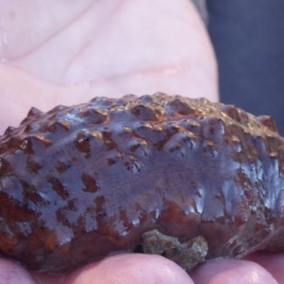 Unidentified Sea Cucumber at Narooma, NSW - 30 May 2015 by MichaelMcMaster