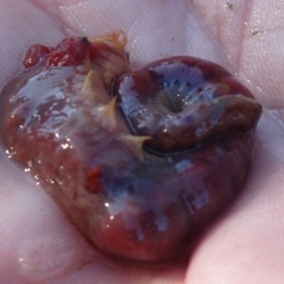 Unidentified Polychaete Worm at Narooma, NSW - 30 May 2015 by MichaelMcMaster