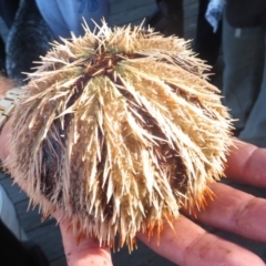 Unidentified Sea Urchin at Narooma, NSW - 30 May 2015 by MichaelMcMaster