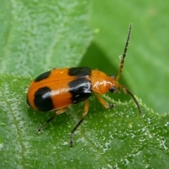 Aulacophora hilaris (Pumpkin Beetle) at Kambah, ACT - 20 Jan 2019 by HarveyPerkins