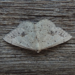 Taxeotis intextata (Looper Moth, Grey Taxeotis) at Conder, ACT - 11 Nov 2018 by MichaelBedingfield