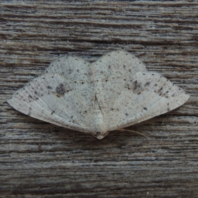 Taxeotis intextata (Looper Moth, Grey Taxeotis) at Pollinator-friendly garden Conder - 10 Nov 2018 by michaelb