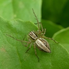 Oxyopes sp. (genus) (Lynx spider) at Kambah, ACT - 23 Jan 2019 by HarveyPerkins