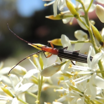 Syllitus rectus (Longhorn beetle) at Pollinator-friendly garden Conder - 24 Dec 2018 by michaelb