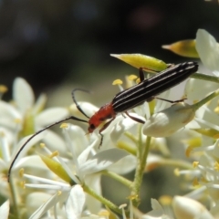 Syllitus rectus at Conder, ACT - 24 Dec 2018 03:33 PM