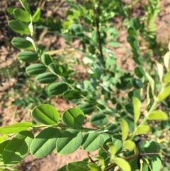 Robinia pseudoacacia at Canberra Central, ACT - 19 Jan 2019 04:17 PM