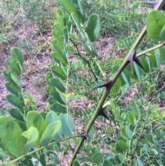 Robinia pseudoacacia at Canberra Central, ACT - 19 Jan 2019 04:17 PM