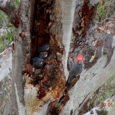 Callocephalon fimbriatum (Gang-gang Cockatoo) at Deakin, ACT - 19 Jan 2019 by TomT