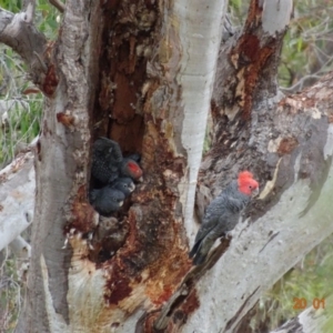 Callocephalon fimbriatum at Deakin, ACT - 20 Jan 2019