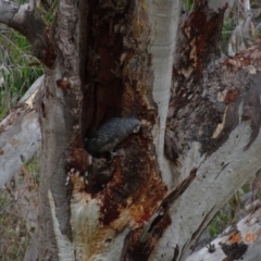 Callocephalon fimbriatum at Deakin, ACT - 20 Jan 2019