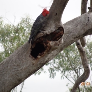 Callocephalon fimbriatum at Deakin, ACT - suppressed