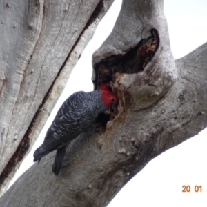 Callocephalon fimbriatum at Deakin, ACT - suppressed