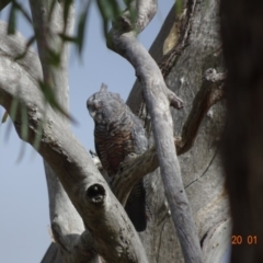 Callocephalon fimbriatum at Deakin, ACT - suppressed